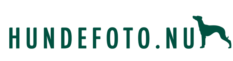 Hundefotograf - kæledyrsfotograf
