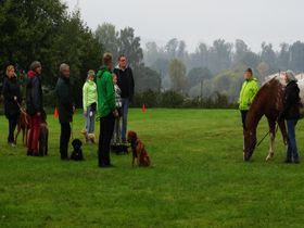 20-10-2023 Welpentraining mit Pferd 2