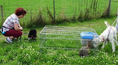 Training mit Kaninchen