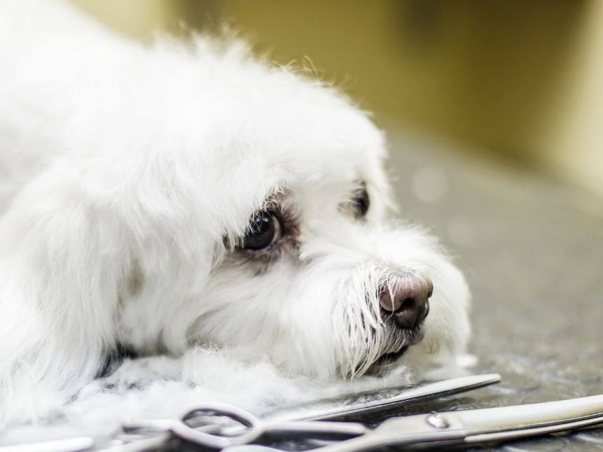 Klippkurs med egen hund