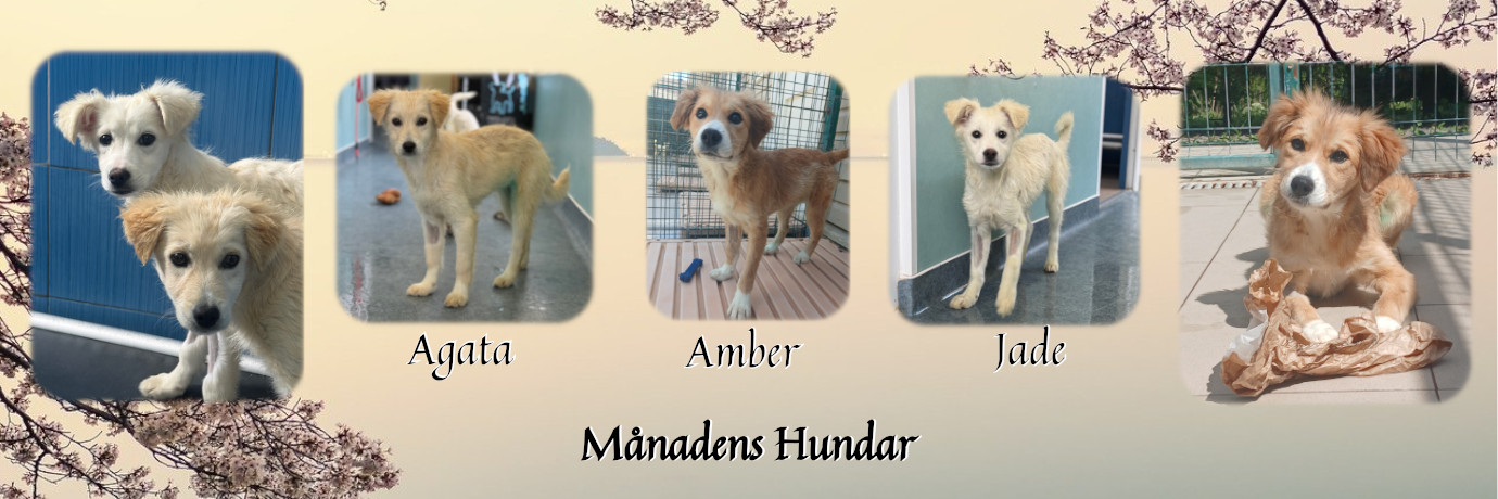 hero-agata-amber-jade