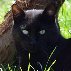 Nera