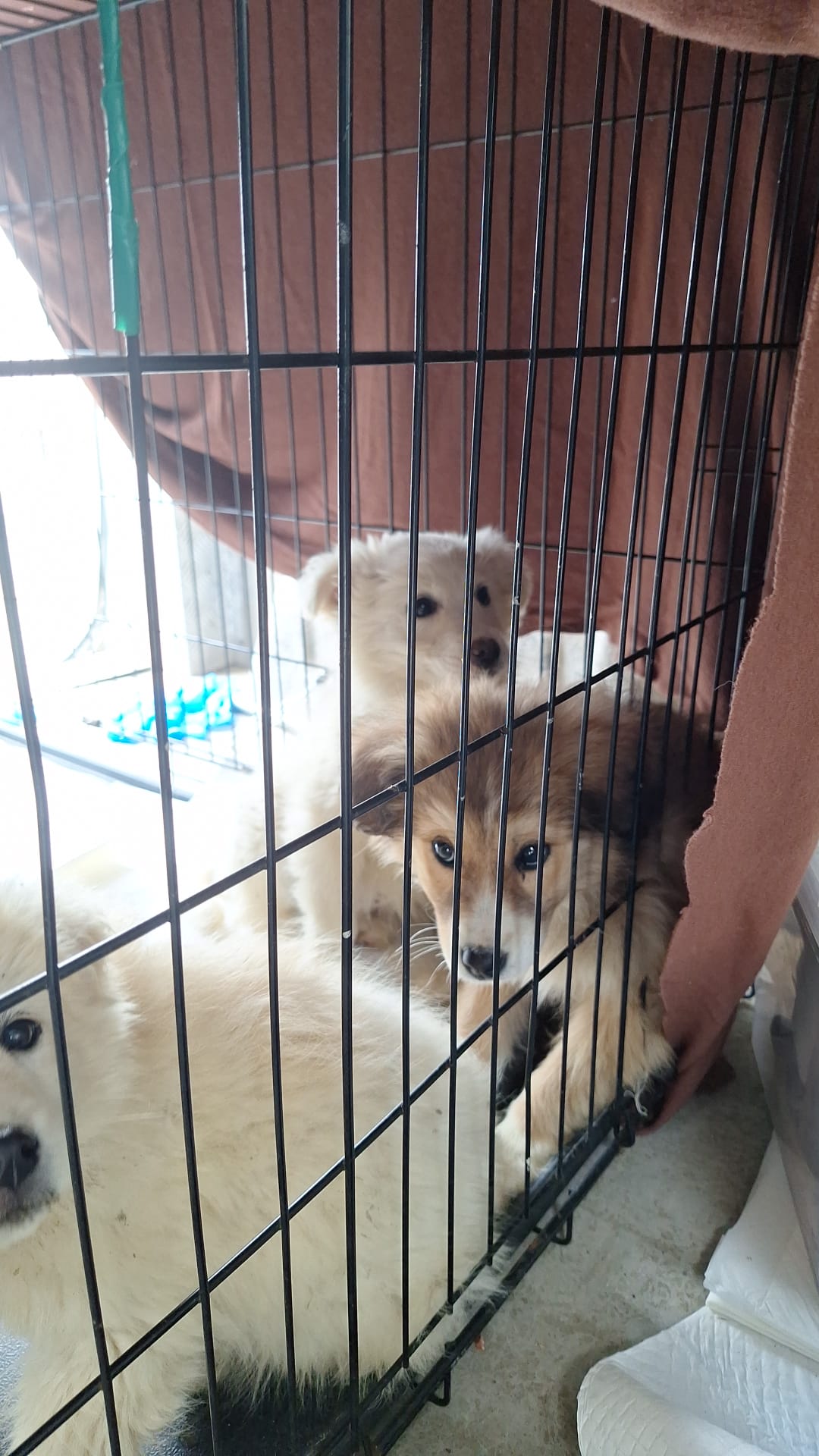 rescue-jade-agata-ambra (2)