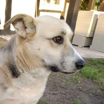 Dina