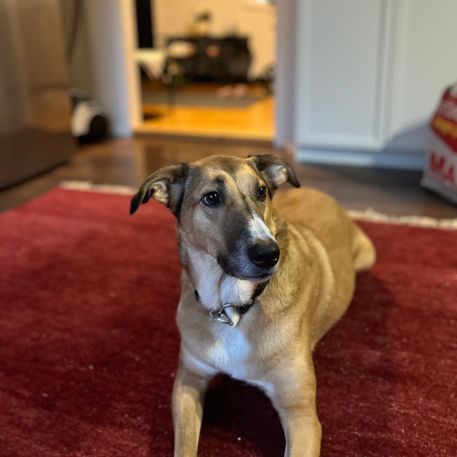 leya2 (1)___serialized1