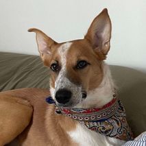 Mikka