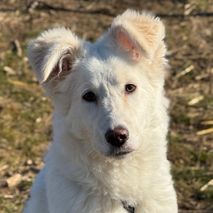 Polar