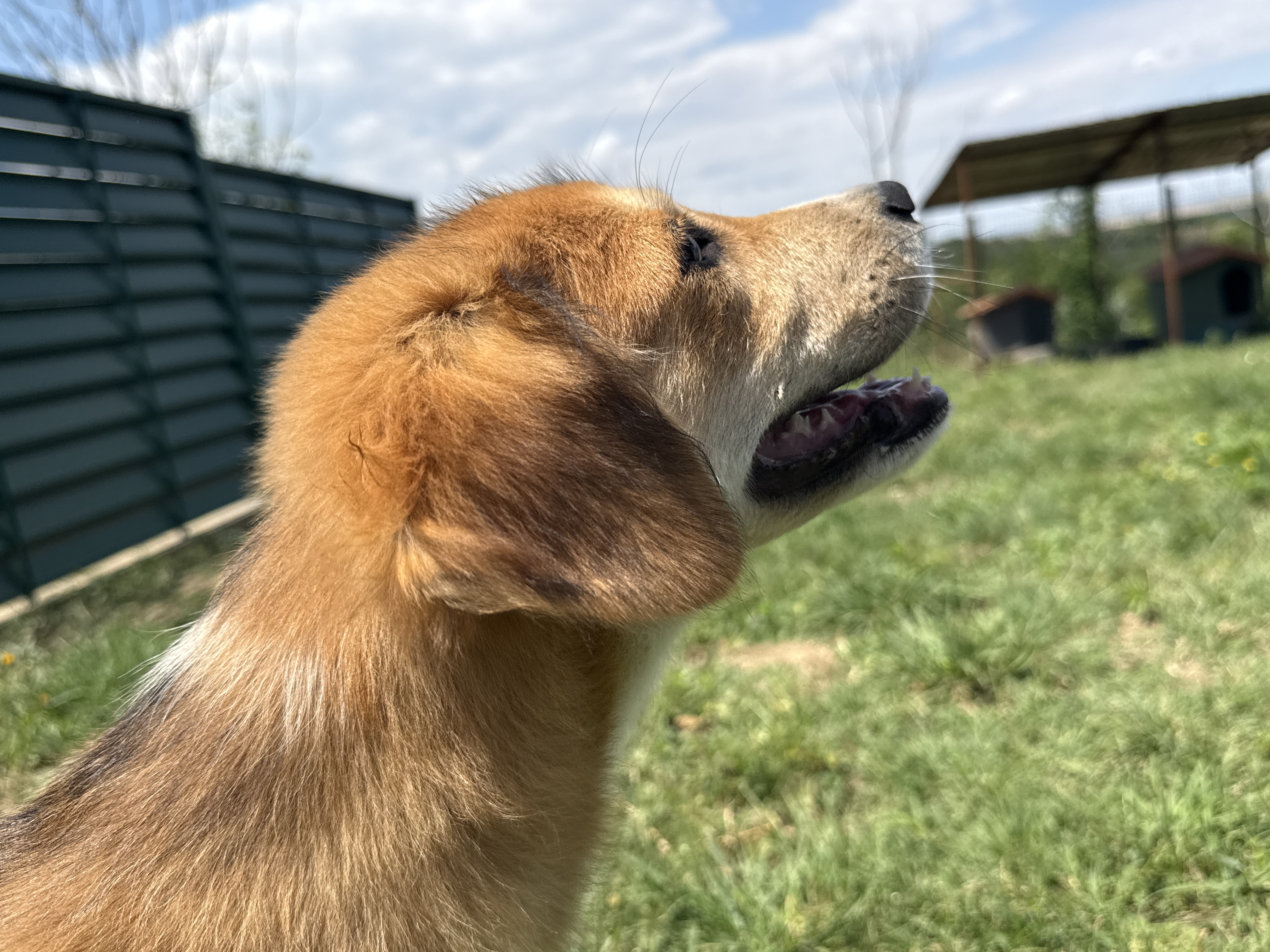 ron (17)