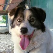 Sammy