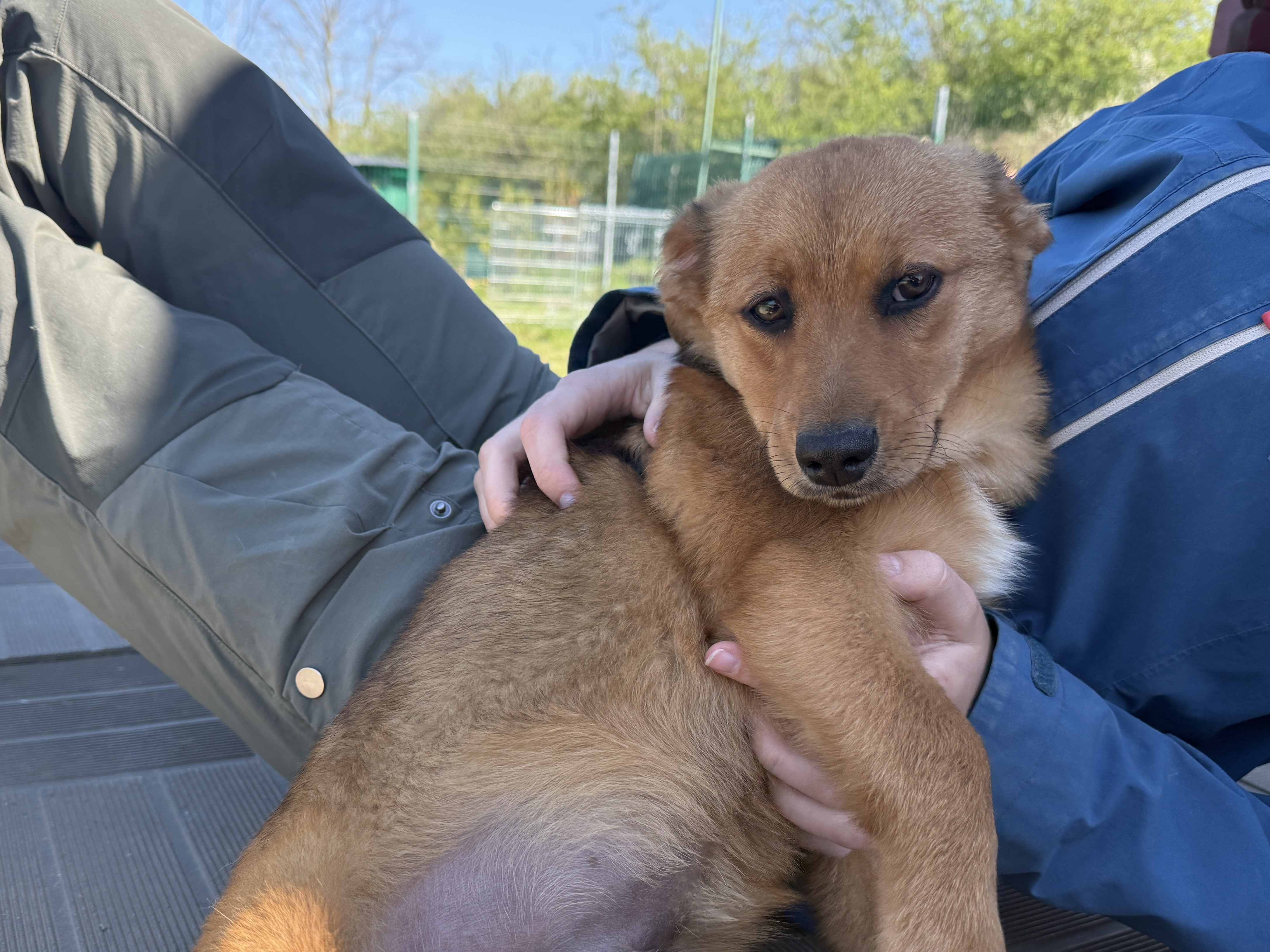 simba (7)