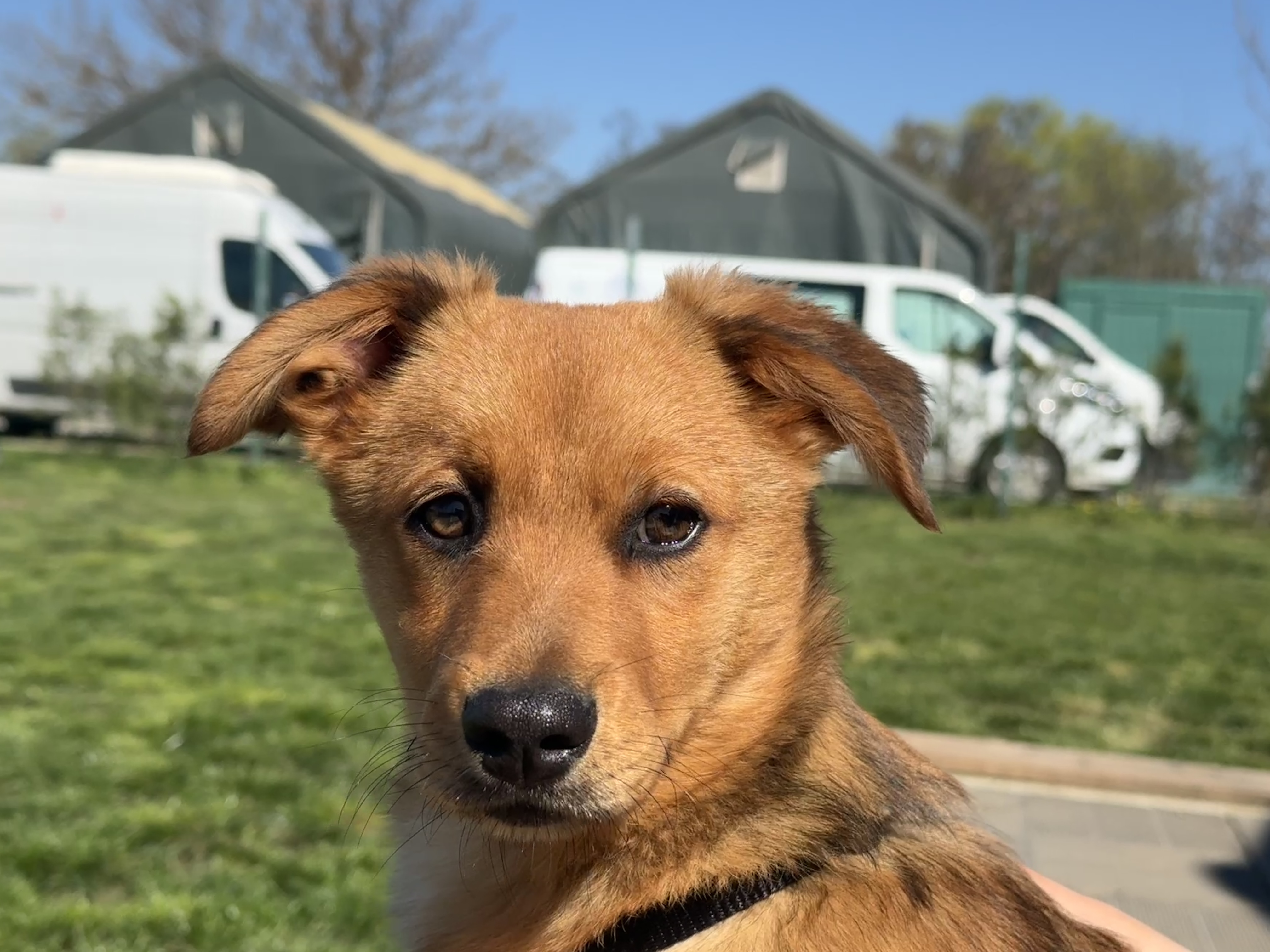 simba (8)