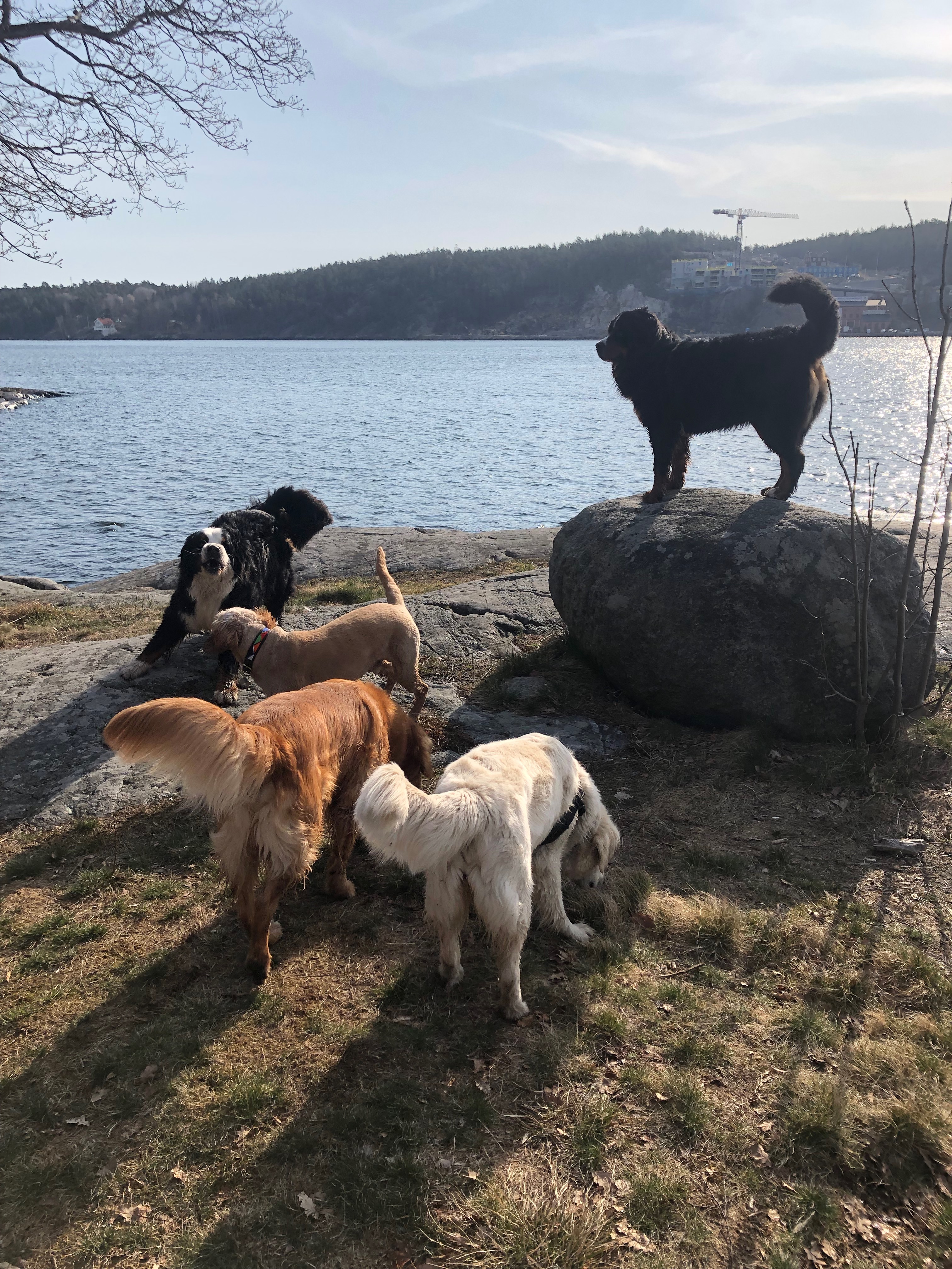Hundhjälpen på Lidingö galleri bild 10