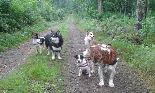 Glada hundar på långpromenad Glada hundar på långpromenad