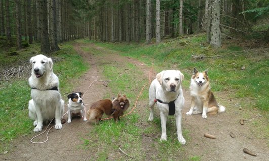 Skogspromenad Skogspromenad