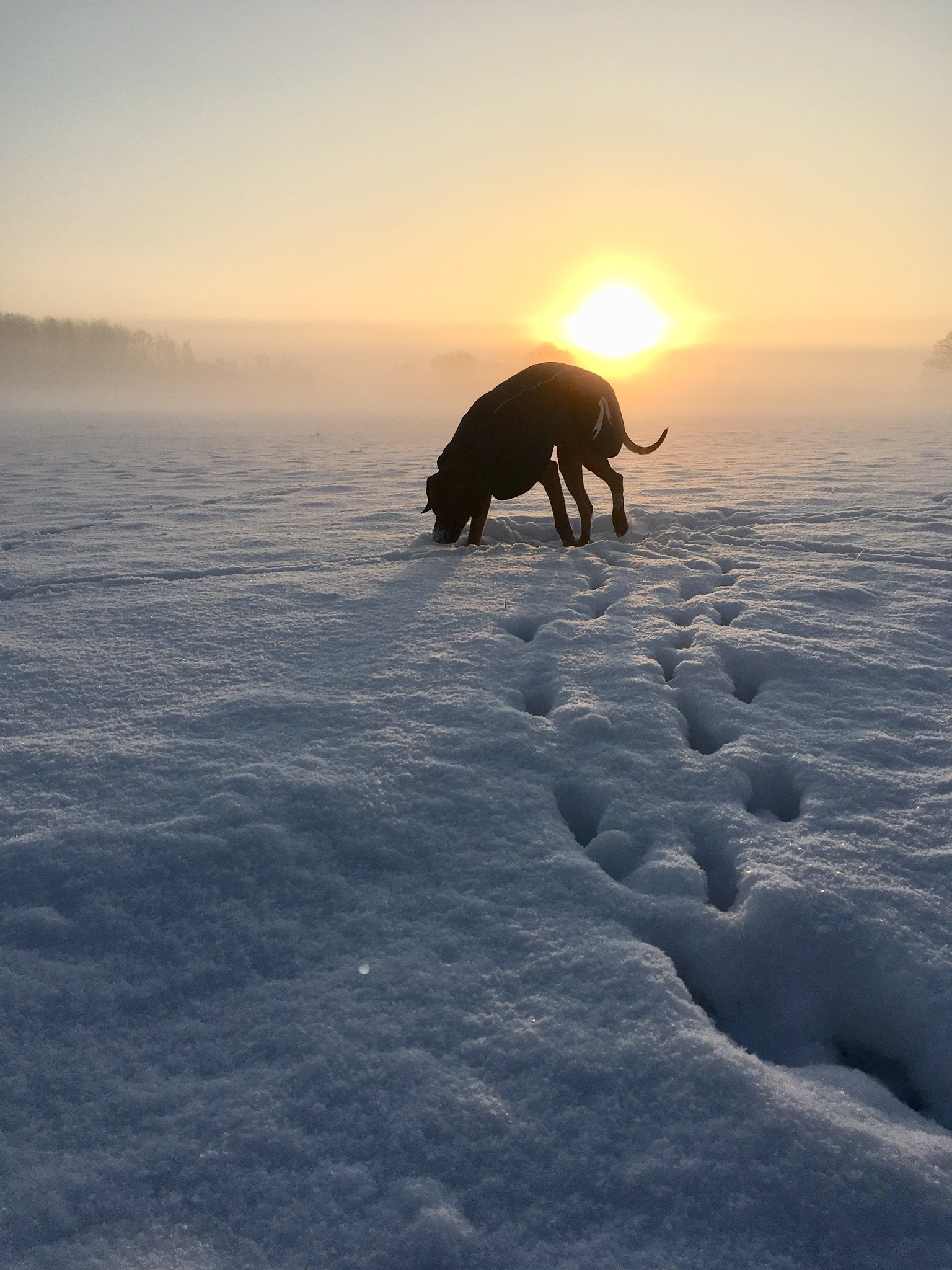 Hundladan galleri bild 8