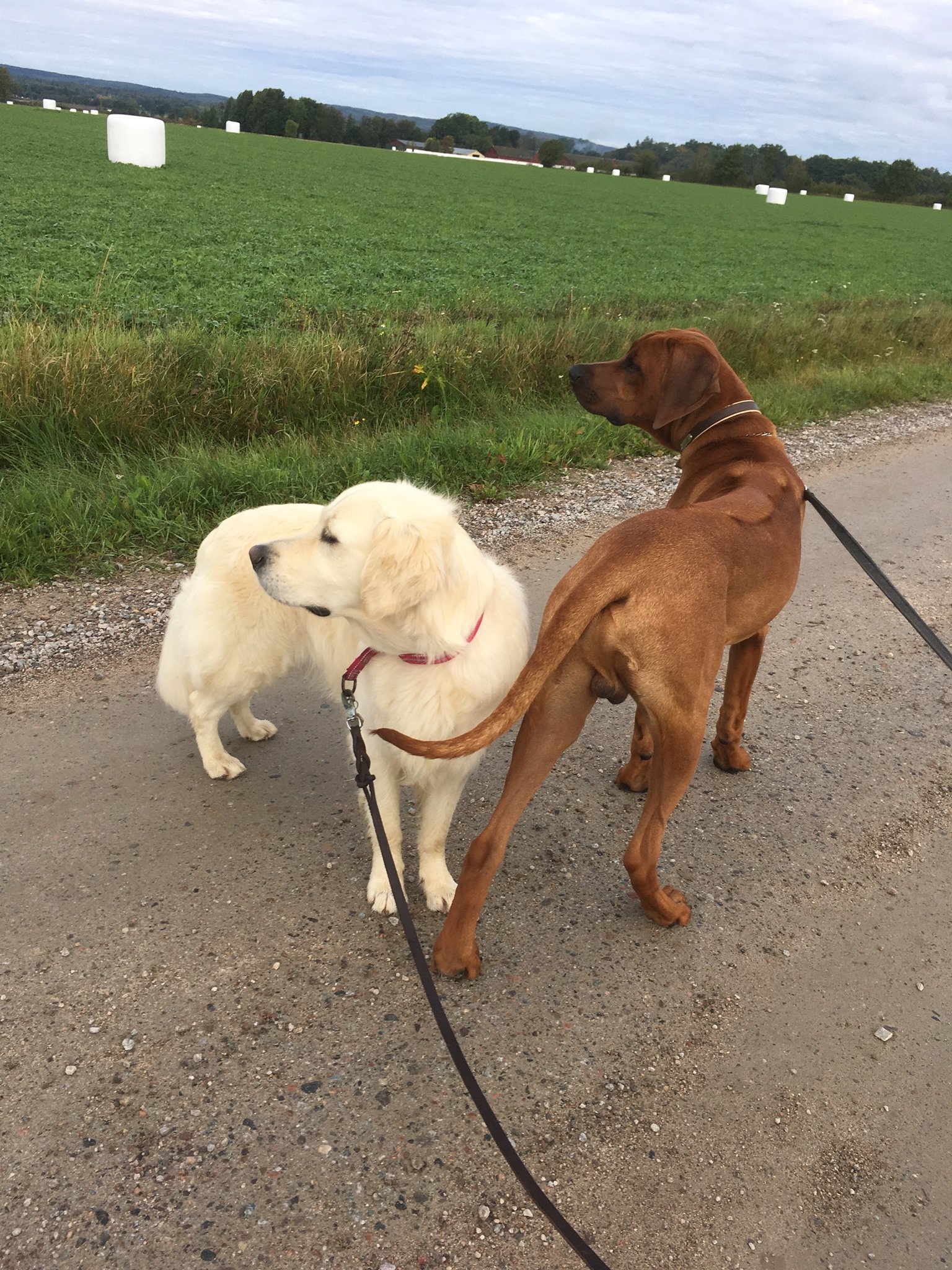 Hundladan galleri bild 3
