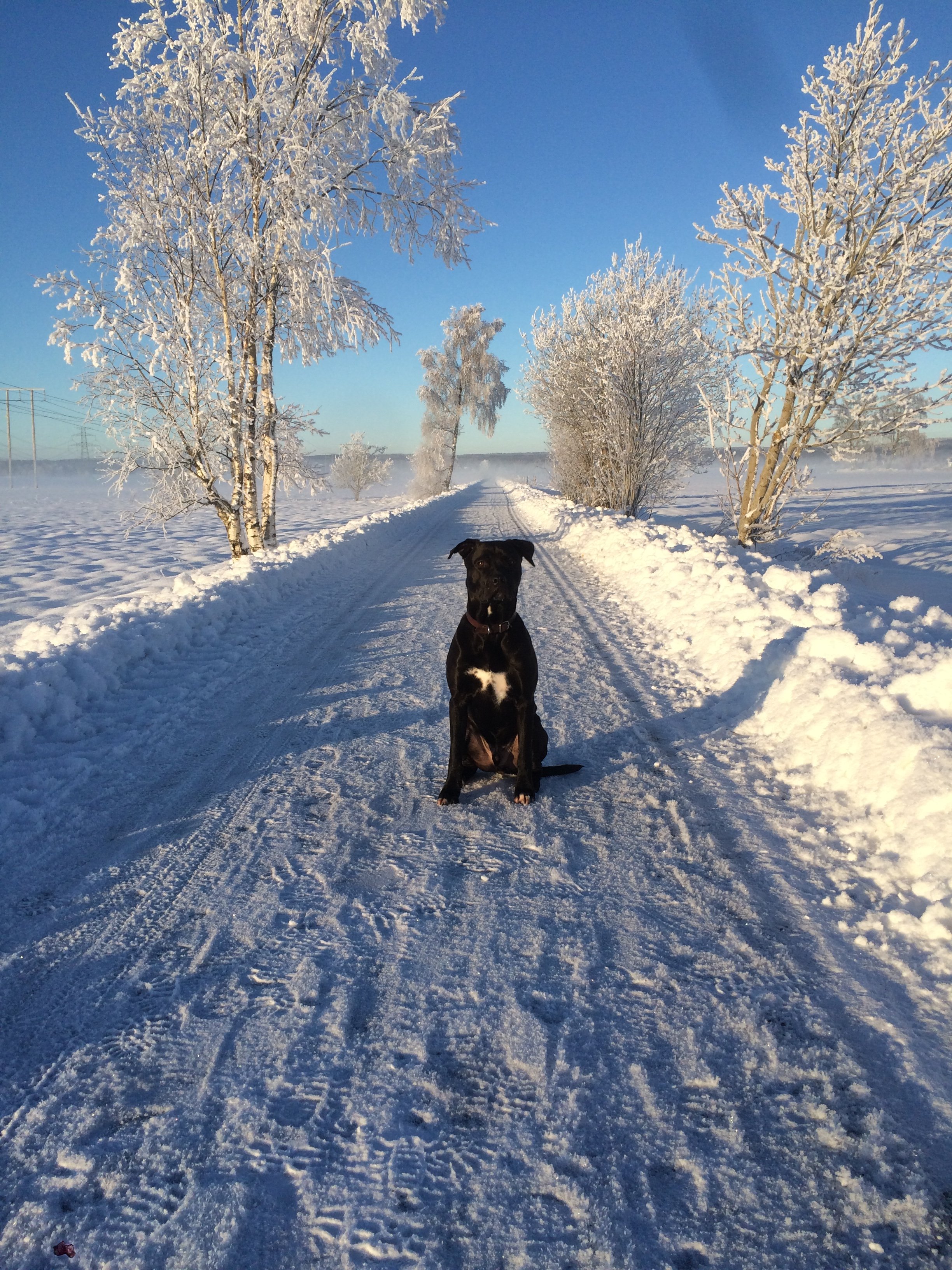Hundladan galleri bild 5