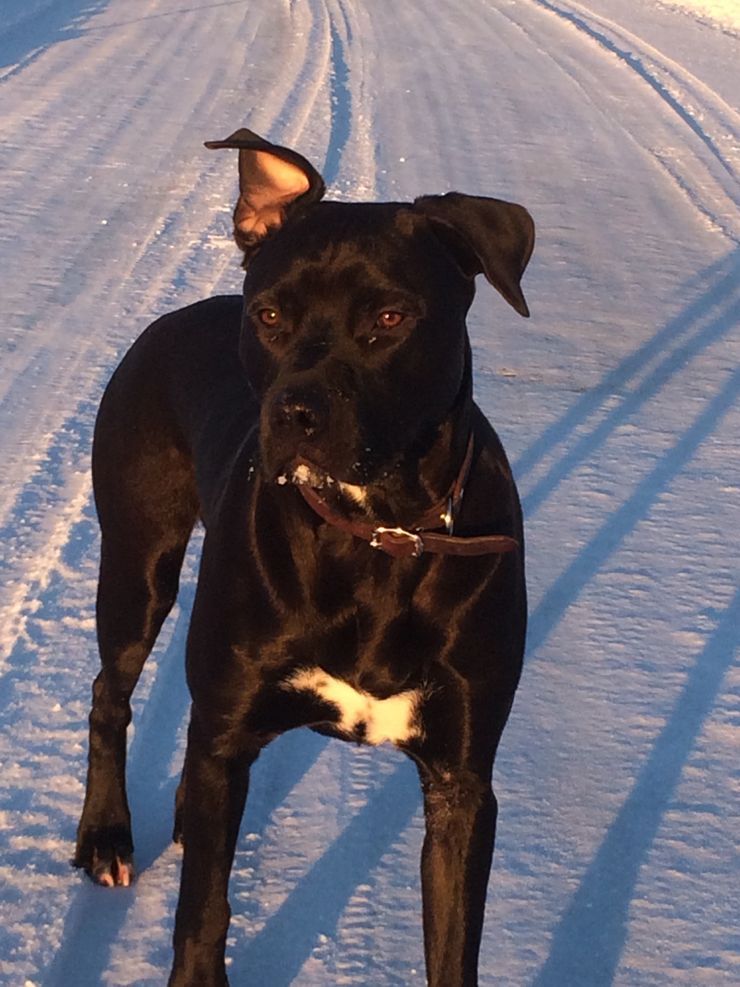 Hundladan galleri bild 6
