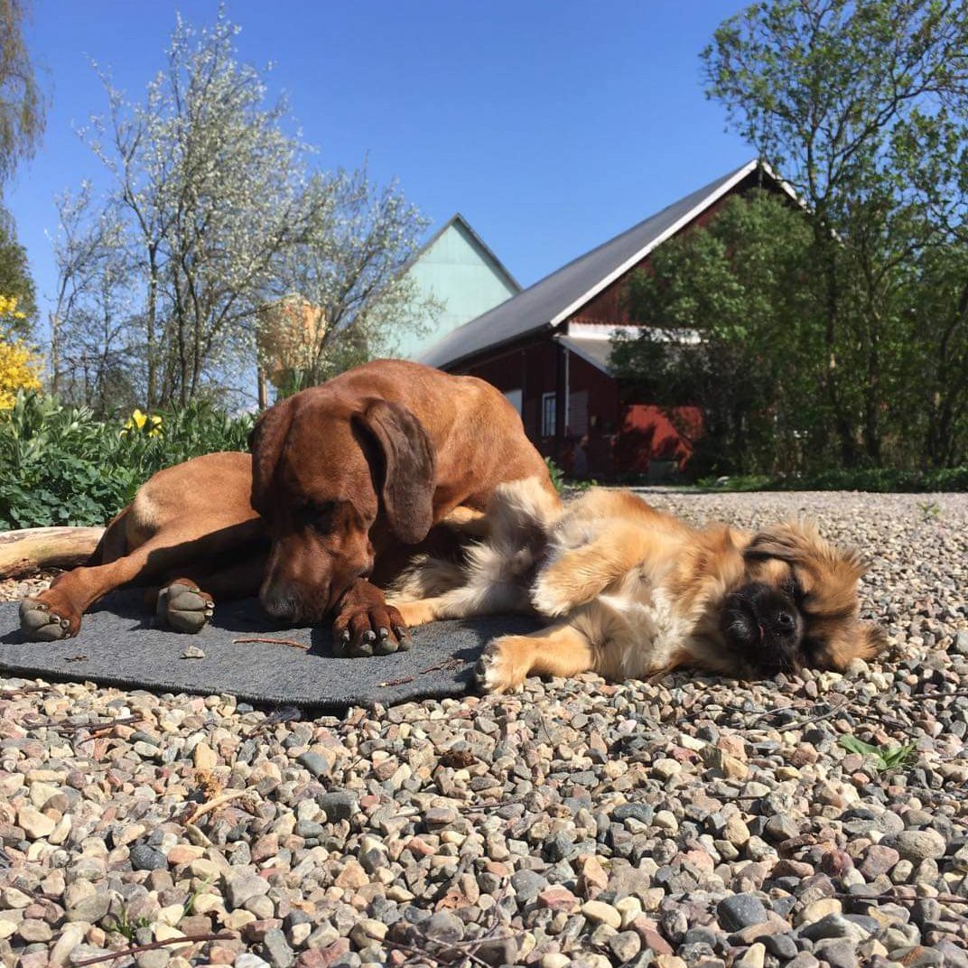 Hundladan galleri bild 2