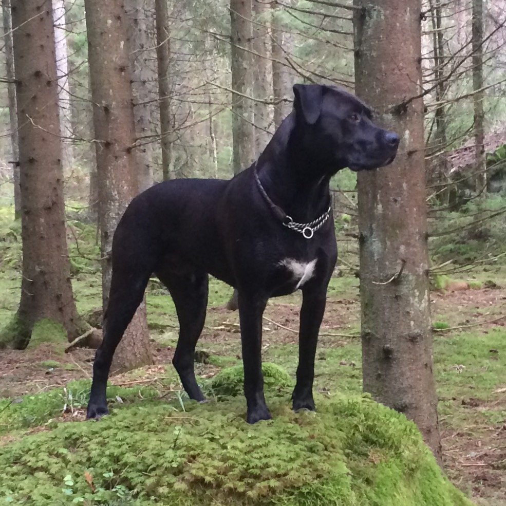 Hundladan galleri bild 7