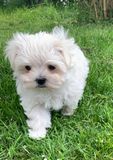 Ninja la Silla 8,5 vecka 2025-05-13. Tik. Tingad