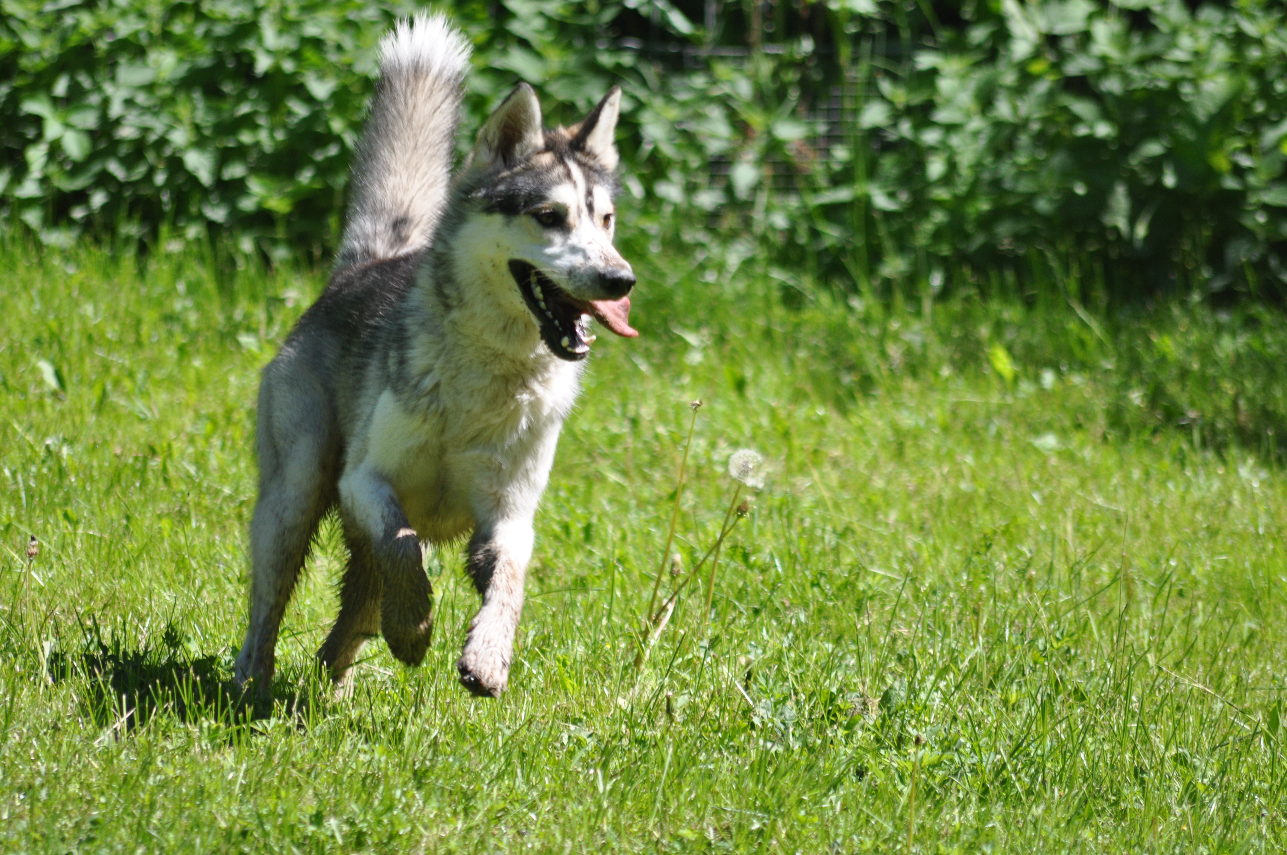 Antefas Hundpensionat galleri bild 3