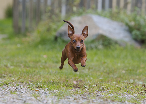 Antefas Hundpensionat galleri bild 4