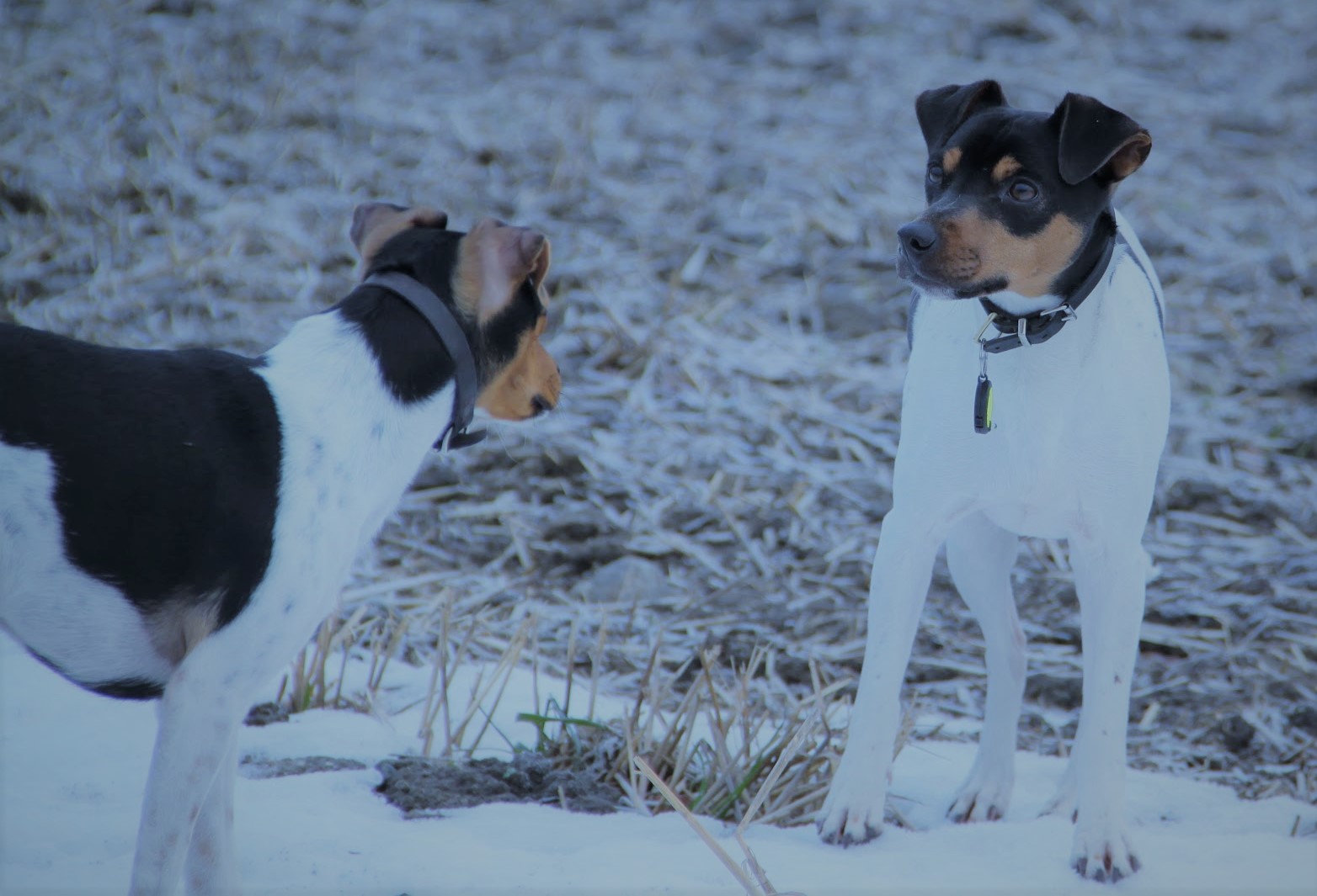 Hundpoolen AB galleri bild 3