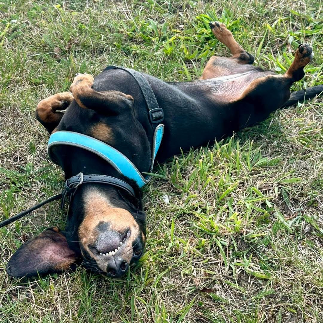 Hundstund galleri bild 3