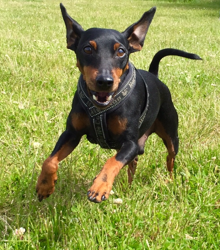 Hundstund galleri bild 7