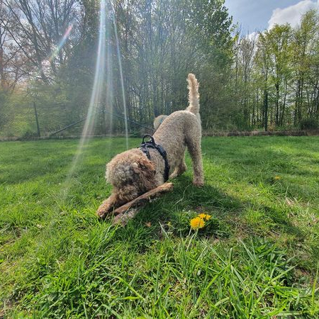 Hundstund galleri bild 4