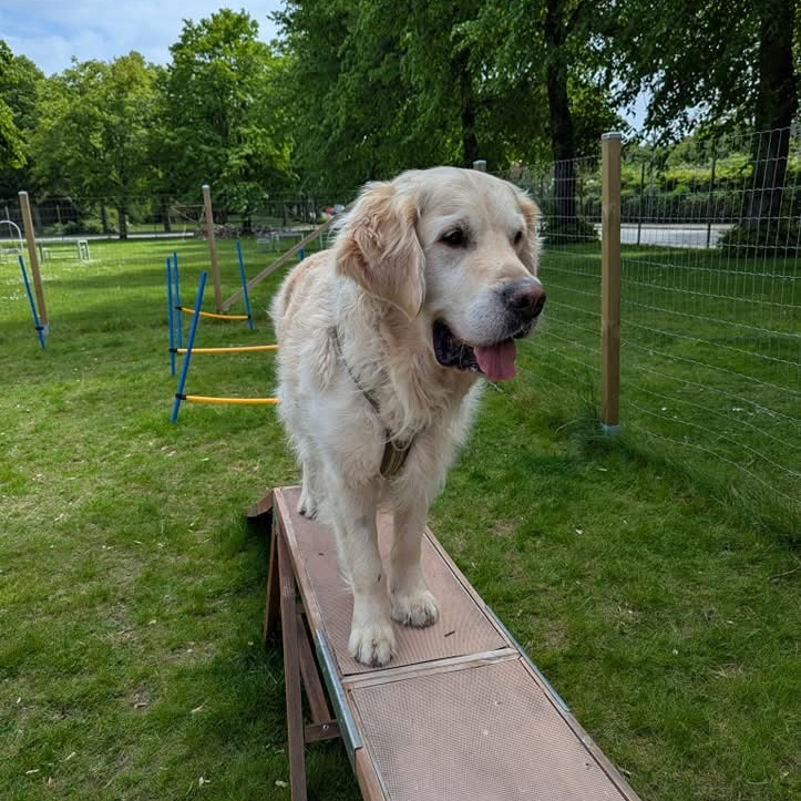 Hundstund galleri bild 5