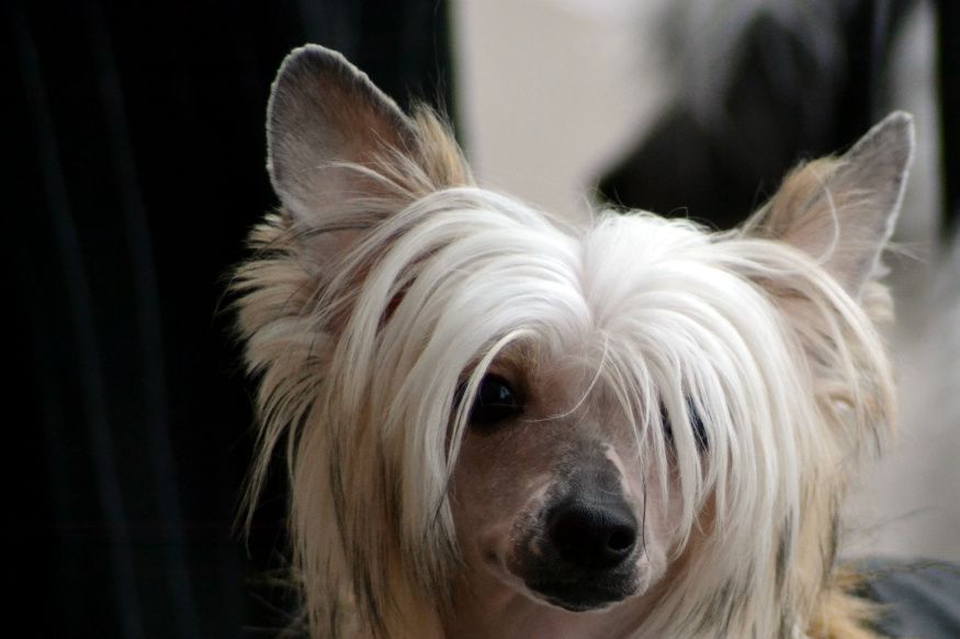 Min vackra Hundtassens Esme. =)
