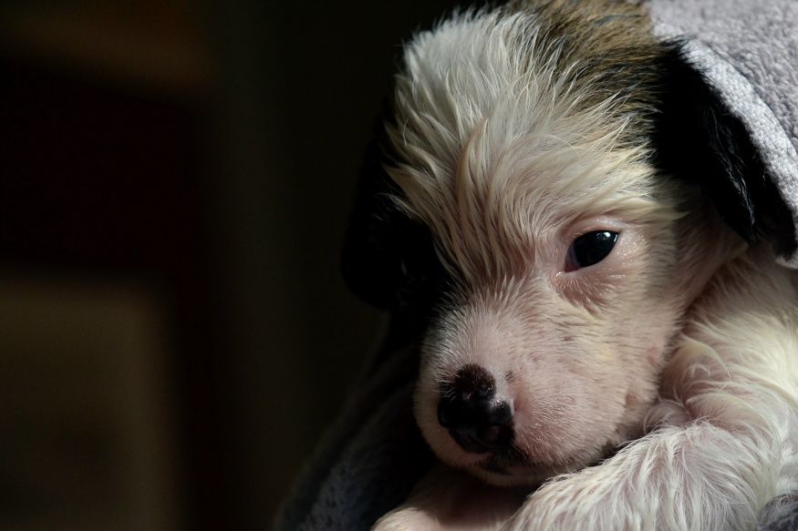 Favoritfotot... Hundtassens Poseidon =)