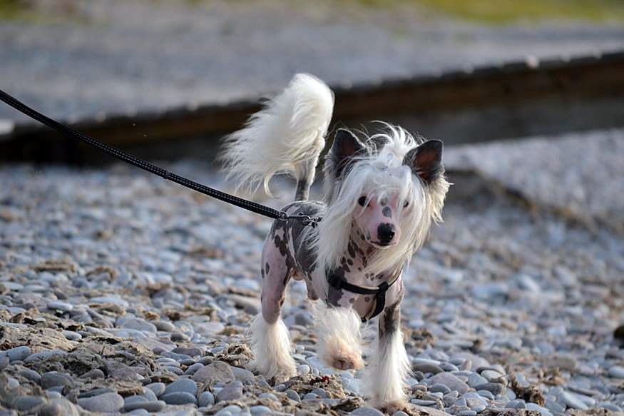 Ravis ägare Malin Ringman var jättegullig och skickade detta fantastiska foto (bland många andra) på vår lilla kille  =)