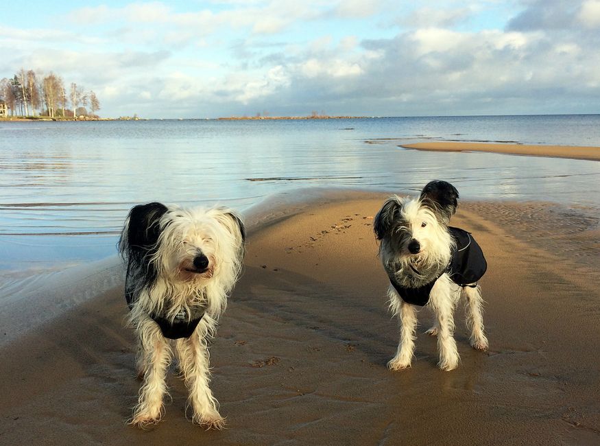 Detta fina foto fick vi från Matte Anna. Caesar från vår allra första kull, innan vi fick vårt kennelnamn (Dexter) samt lillebror Hundtassens Poseidon (Eli).