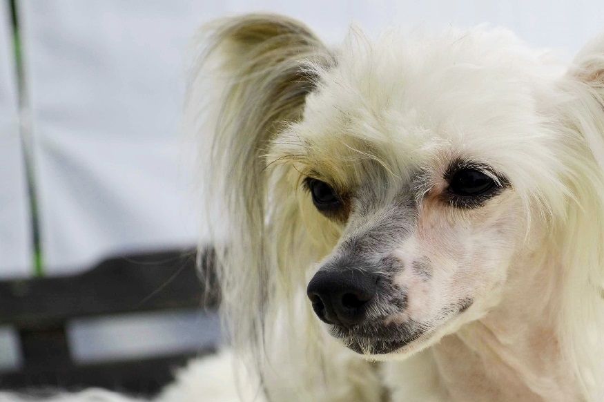 Hundtassens Rouge har varit på besök hos oss i nästan 2 veckor, då matte med familj var iväg på semester. Sååå underbar liten tjej!