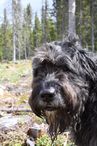 Bamse