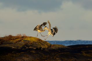 207837_Kamp om beste fiskeplass