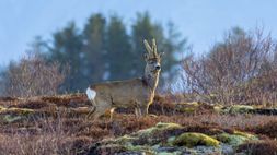 Antatt-Jo Sigurd-Pissepause