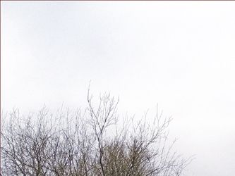 Brabantse Biesbosch in de winter.