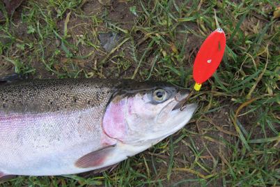 IMG_1237_fiskblink