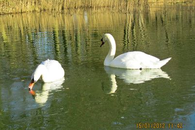 IMG_1319_Svaner