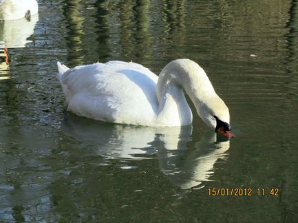 IMG_1321_svane