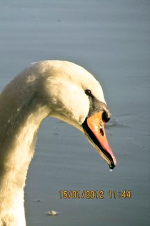 IMG_1329_svane