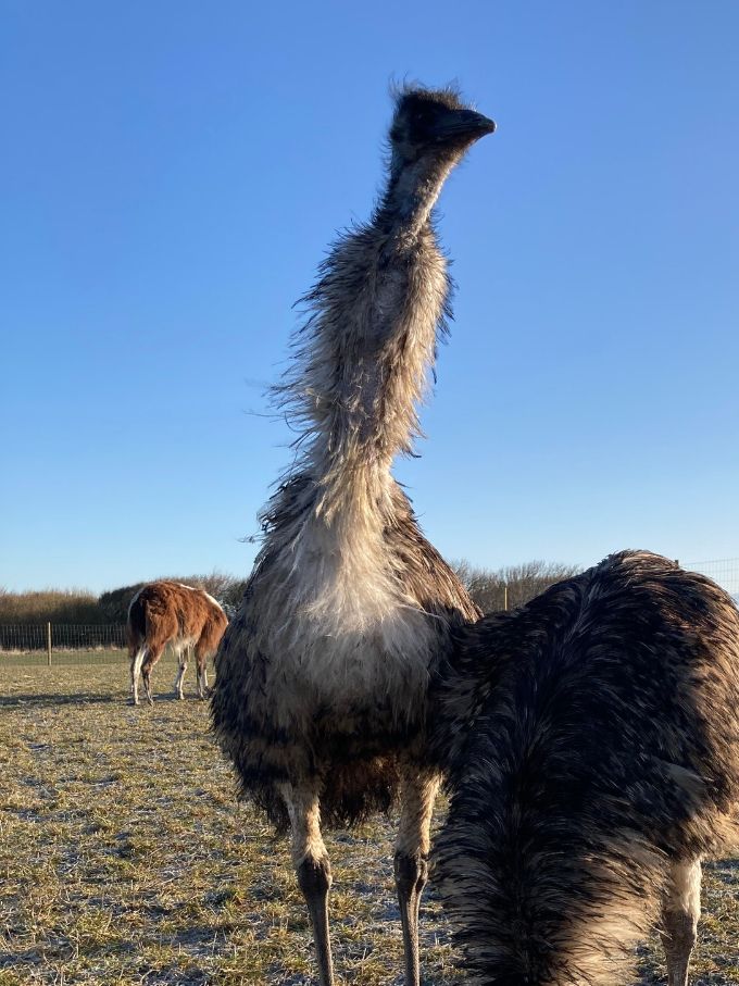 Vores to Emu 