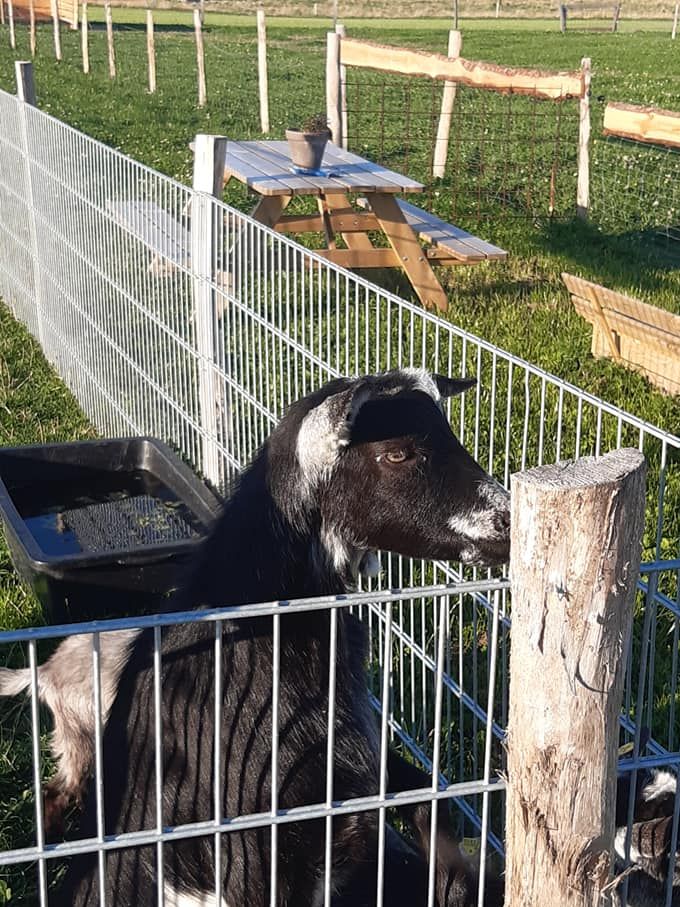 Flere af stederne er der mulighed for at komme ind til dyrene 
