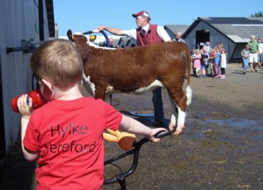 Reklame for Hylke Hereford