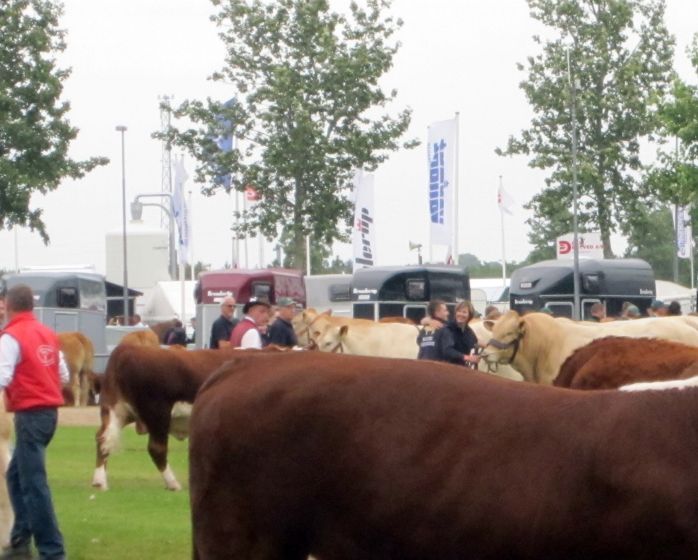 Ø.S. Falka 369F i Herning


