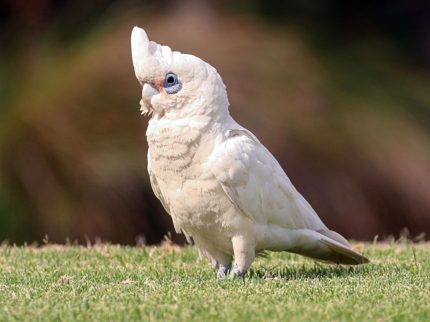 CORELLA